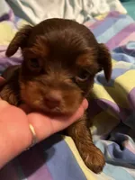 Bosley, a male Yorkshire Terrier for sale in Meridian, MS – 2 of 5