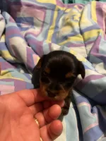 Irma, a female Yorkshire Terrier for sale in Meridian, MS – 4 of 6