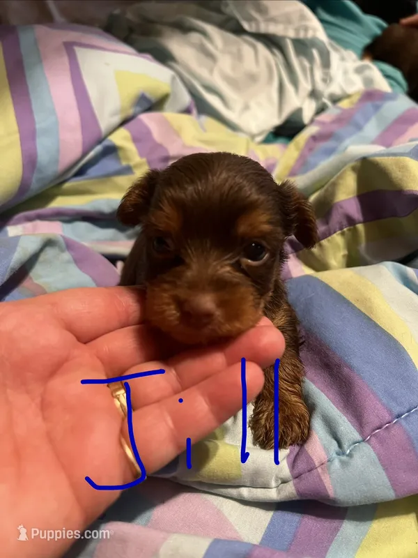 Jill – Yorkshire Terrier puppy for sale in Meridian, MS