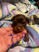 Jill, a female Yorkshire Terrier for sale in Meridian, MS – 1 of 5