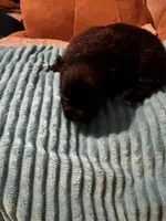 Midnight , a male Pomeranian for sale in Meridian, MS – Photo 2 of 2