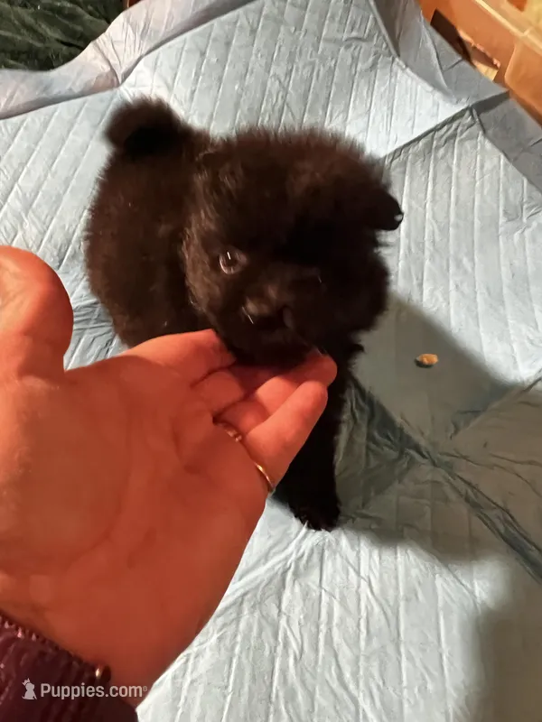 Midnight  – Pomeranian puppy for sale in Meridian, MS