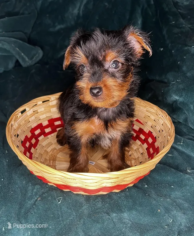 Grumpy – Yorkshire Terrier puppy on hold in Meridian, MS