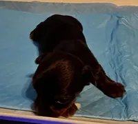 Sneezy, a male Yorkshire Terrier for sale in Meridian, MS – Photo 2 of 4