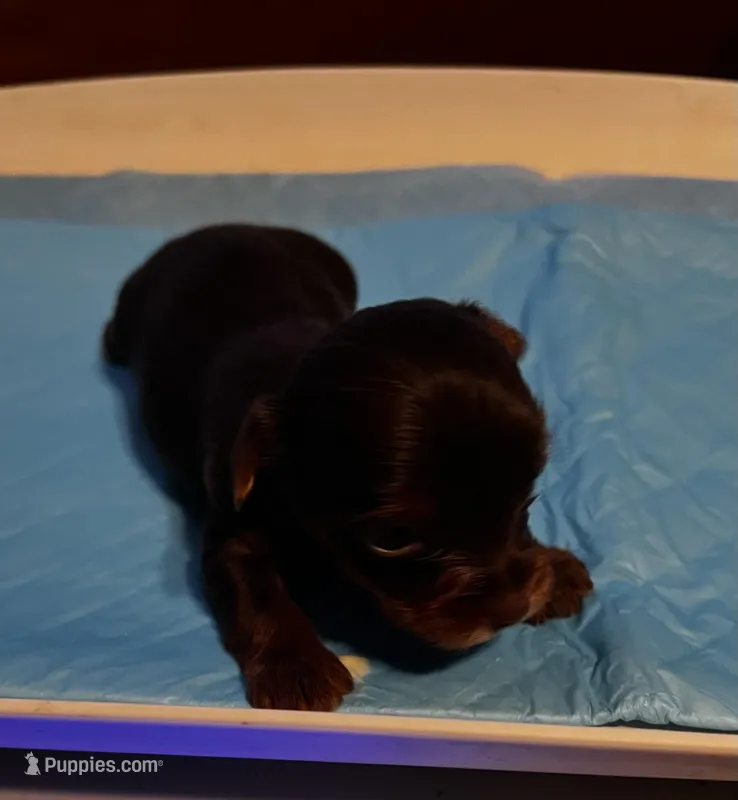 Sneezy – Yorkshire Terrier puppy for sale in Meridian, MS