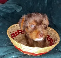 Sneezy, a male Yorkshire Terrier for sale in Meridian, MS – Photo 2 of 7