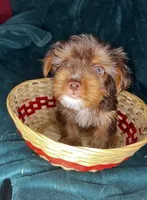 Sneezy, a male Yorkshire Terrier for sale in Meridian, MS – Photo 3 of 7