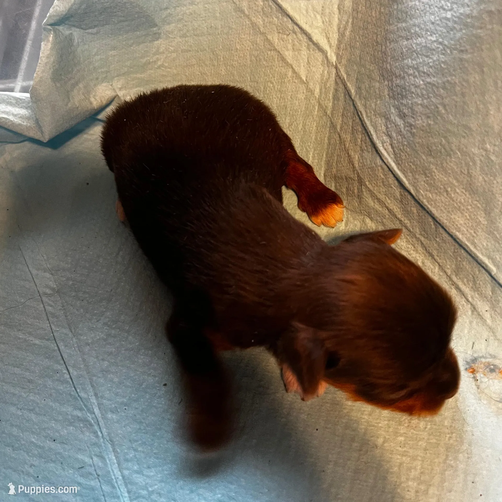 Sneezy – Yorkshire Terrier puppy for sale in Meridian, MS