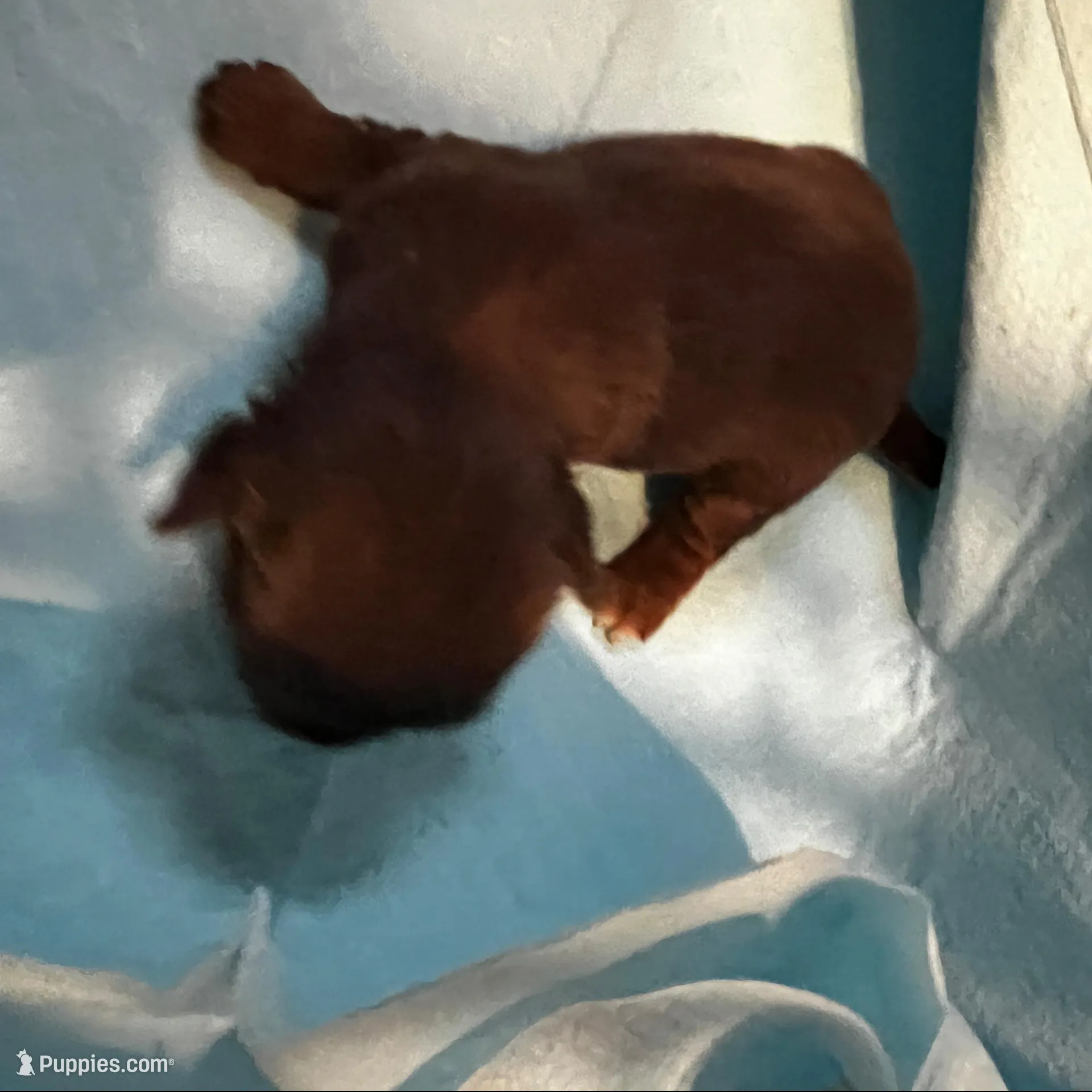 Sneezy, a male Yorkshire Terrier for sale in Meridian, MS – Photo 2 of 2