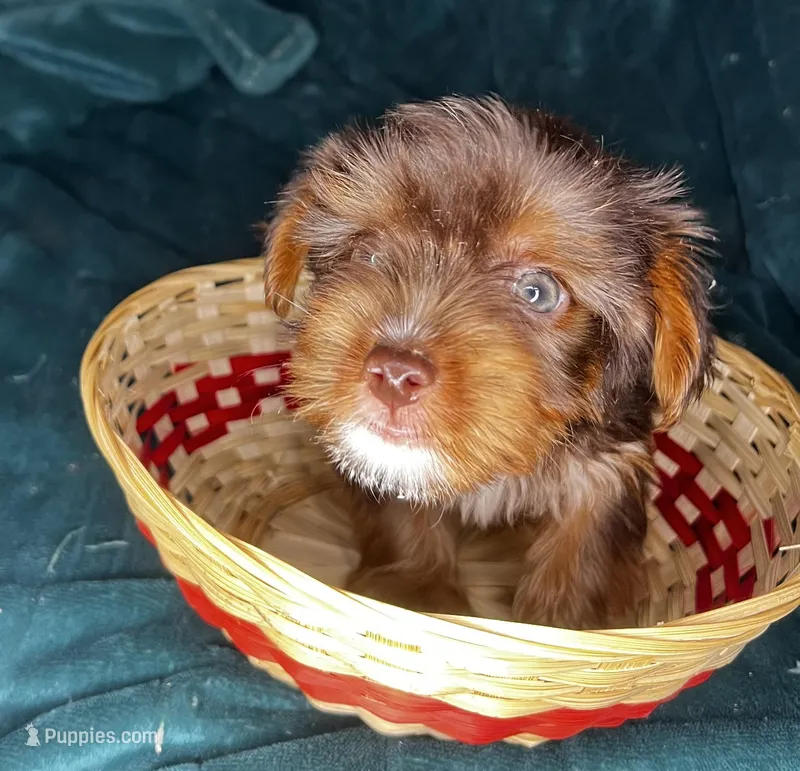 Sneezy – Yorkshire Terrier puppy for sale in Meridian, MS