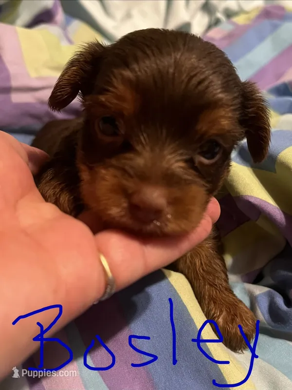 Bosley, a male Yorkshire Terrier for sale in Meridian, MS – 1 of 5