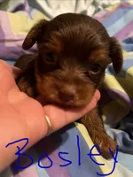 Bosley, a male Yorkshire Terrier for sale in Meridian, MS – 1 of 5