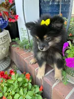 Foxy, a female Pomeranian for sale in Meridian, MS – 3 of 3