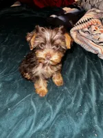 Prince Charming , a male Yorkshire Terrier for sale in Meridian, MS – 2 of 3
