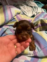 Jill, a female Yorkshire Terrier for sale in Meridian, MS – 2 of 5