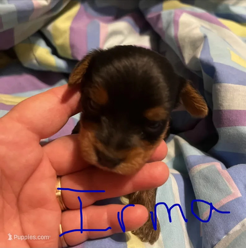 Irma – Yorkshire Terrier puppy for sale in Meridian, MS