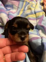 Leonardo , a male Yorkshire Terrier for sale in Meridian, MS – 3 of 6