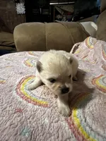 Cream Puff, a female Pomeranian for sale in Meridian, MS – Photo 1 of 2