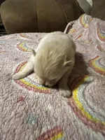 Cream Puff, a female Pomeranian for sale in Meridian, MS – Photo 2 of 2