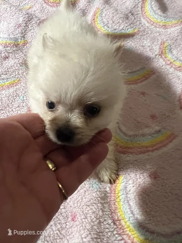 Cream Puff – Pomeranian puppy for sale in Meridian, MS