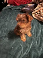 Prince Charming , a male Yorkshire Terrier for sale in Meridian, MS – 3 of 3