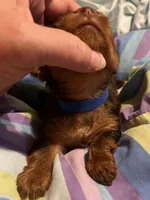 Bosley, a male Yorkshire Terrier for sale in Meridian, MS – 5 of 5