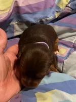 April, a female Yorkshire Terrier for sale in Meridian, MS – 5 of 5