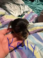 Kelly , a female Yorkshire Terrier for sale in Meridian, MS – 1 of 4