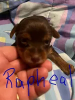 Raphael, a male Yorkshire Terrier for sale in Meridian, MS – 1 of 5