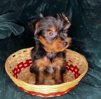 Dopey , a male Yorkshire Terrier for sale in Meridian, MS – Photo 2 of 8
