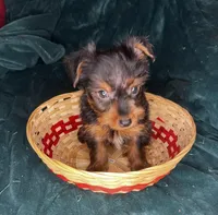 Dopey , a male Yorkshire Terrier for sale in Meridian, MS – Photo 4 of 8