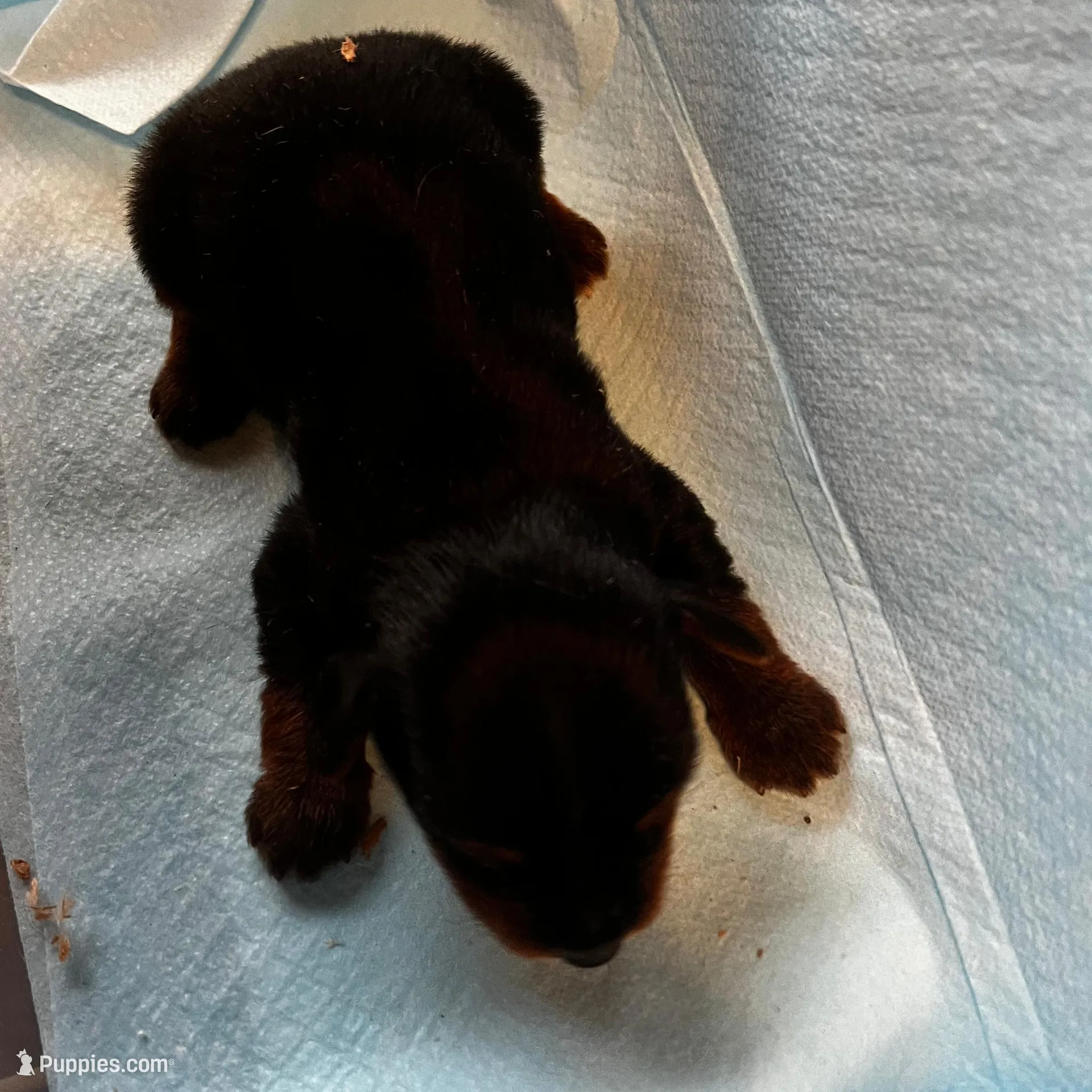 Dopey  – Yorkshire Terrier puppy for sale in Meridian, MS