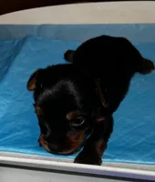 Dopey , a male Yorkshire Terrier for sale in Meridian, MS – Photo 2 of 4