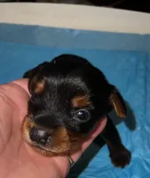 Dopey , a male Yorkshire Terrier for sale in Meridian, MS – Photo 1 of 4