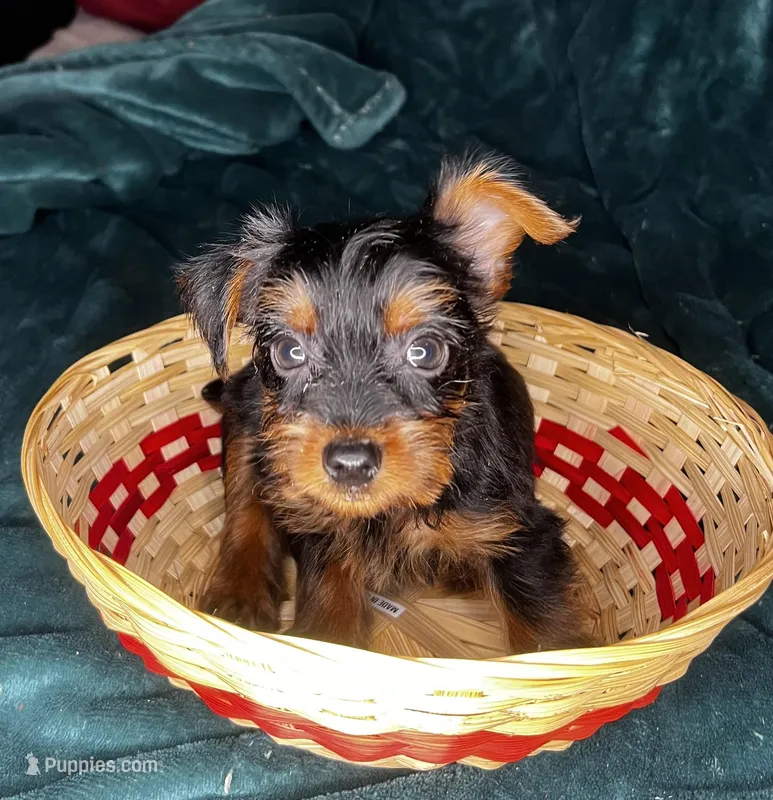 Dopey  – Yorkshire Terrier puppy for sale in Meridian, MS