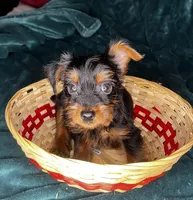 Dopey , a male Yorkshire Terrier for sale in Meridian, MS – Photo 1 of 8