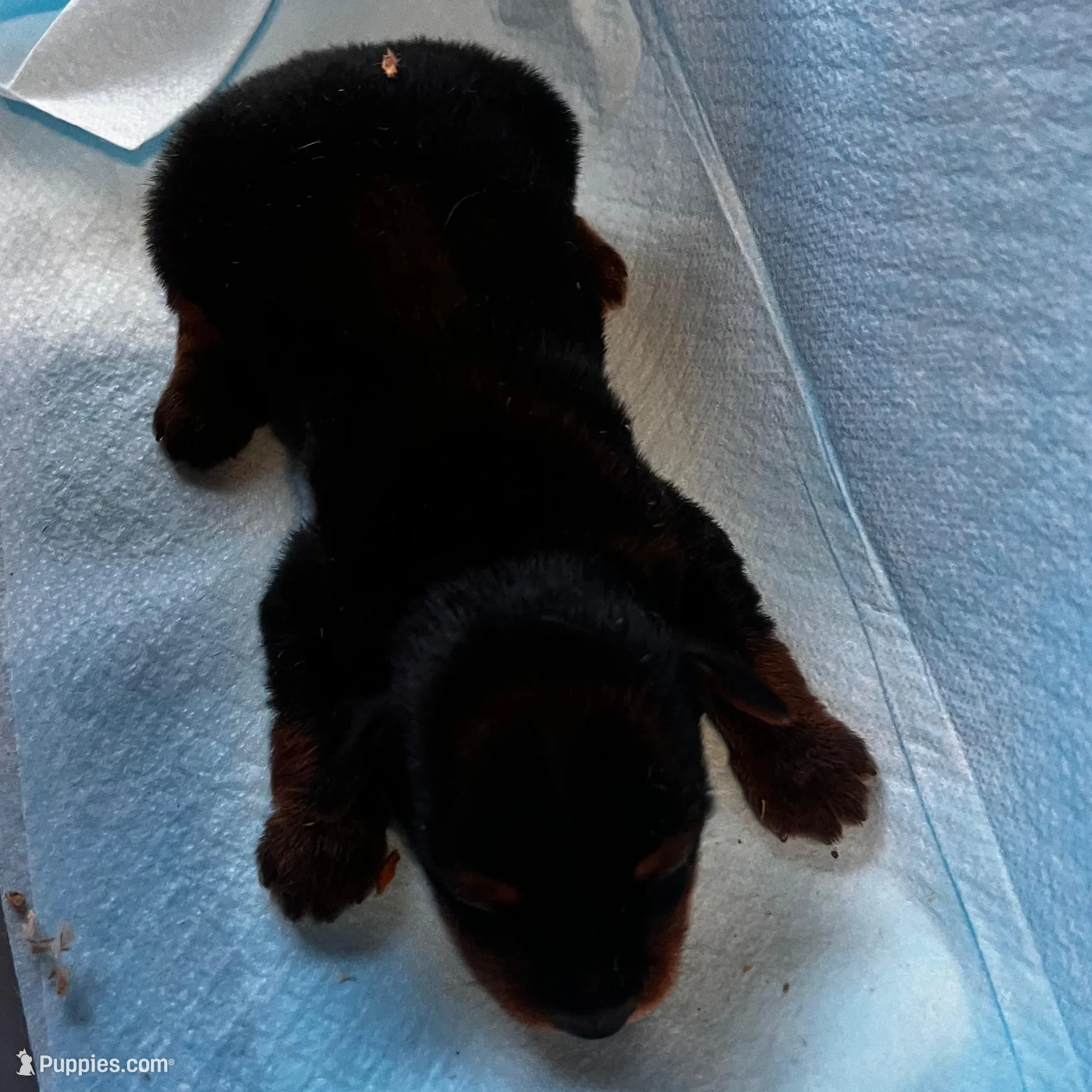 Dopey , a male Yorkshire Terrier for sale in Meridian, MS – Photo 2 of 2