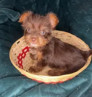 Bashful, a male Yorkshire Terrier for sale in Meridian, MS – Photo 2 of 8