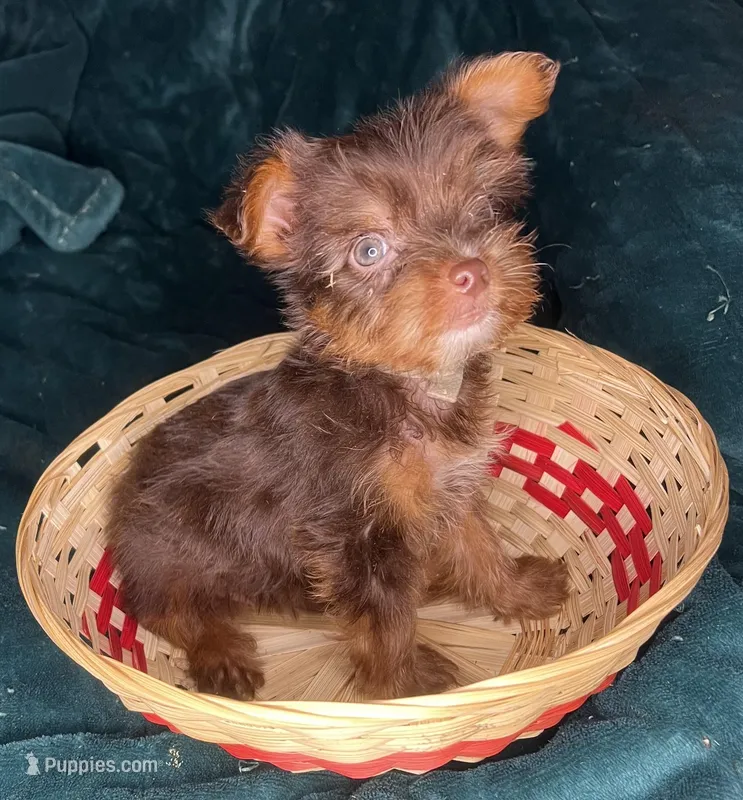 Bashful – Yorkshire Terrier puppy for sale in Meridian, MS