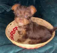 Bashful, a male Yorkshire Terrier for sale in Meridian, MS – Photo 3 of 8