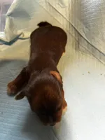 Bashful, a male Yorkshire Terrier for sale in Meridian, MS – Photo 2 of 2