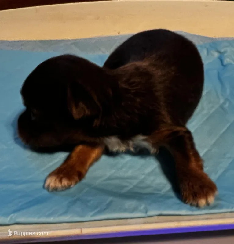 Bashful – Yorkshire Terrier puppy for sale in Meridian, MS