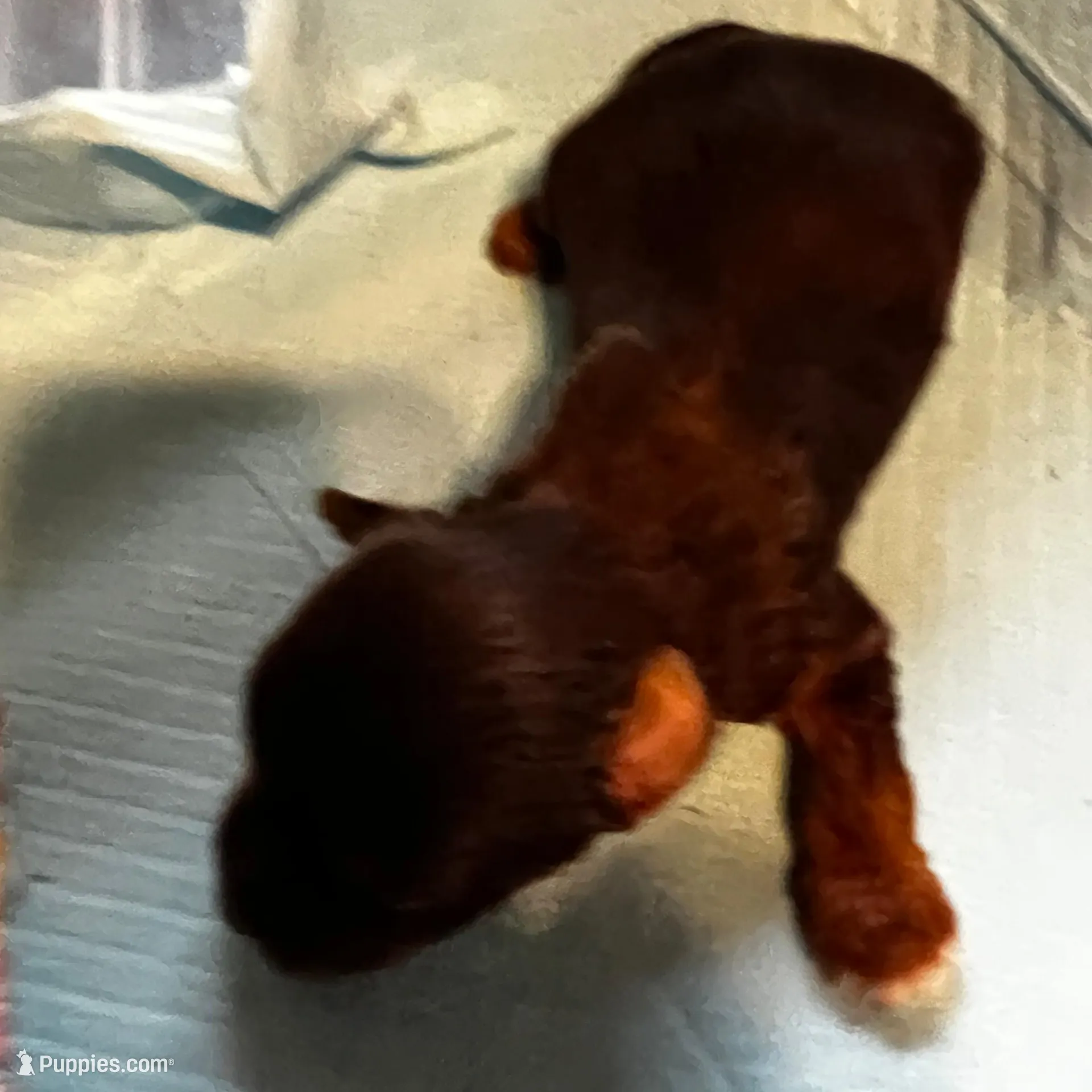 Bashful – Yorkshire Terrier puppy for sale in Meridian, MS