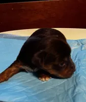 Bashful, a male Yorkshire Terrier for sale in Meridian, MS – Photo 2 of 4