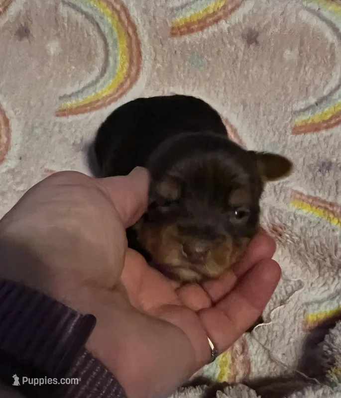 Ariel – Yorkshire Terrier puppy for sale in Meridian, MS