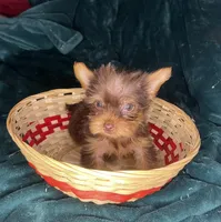 Ariel, a female Yorkshire Terrier for sale in Meridian, MS – Photo 4 of 6