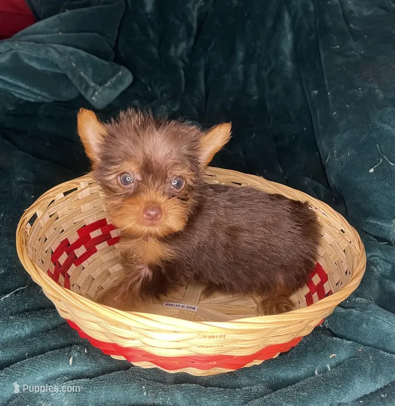 Ariel – Yorkshire Terrier puppy for sale in Meridian, MS