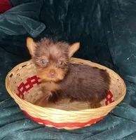 Ariel, a female Yorkshire Terrier for sale in Meridian, MS – Photo 1 of 6