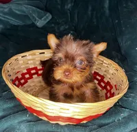 Ariel, a female Yorkshire Terrier for sale in Meridian, MS – Photo 3 of 6