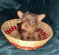 Ariel, a female Yorkshire Terrier for sale in Meridian, MS – Photo 2 of 6